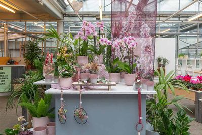 Theodor Nienhaus Blumenhaus u. Gartenbau